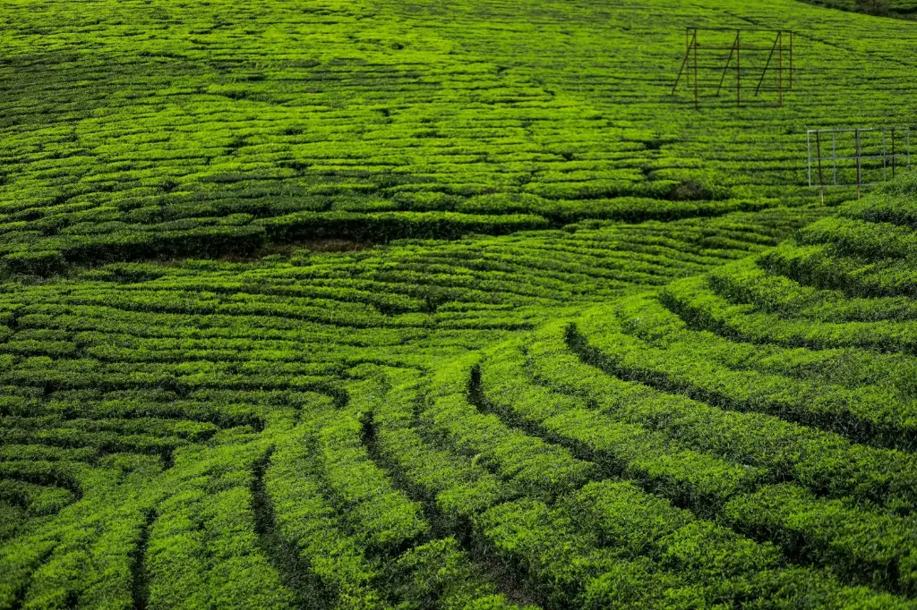 unsplash_sCEI2L2jpUI_kerala.webp.jpg.jpg