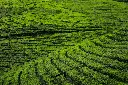unsplash_sCEI2L2jpUI_kerala.webp.jpg.jpg